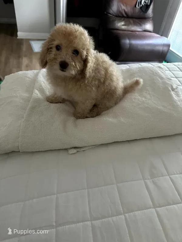 Max – Poodle - Miniature  puppy for sale in Lancaster, SC