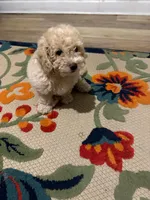 Max, a male Poodle - Miniature  for sale in Lancaster, SC – 3 of 6