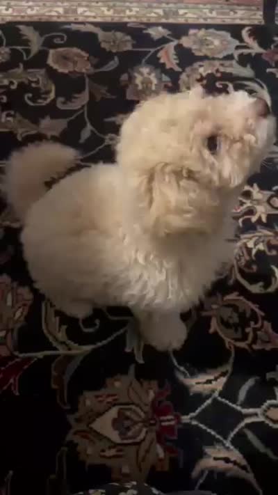 Max, a male Poodle - Miniature  for sale in Lancaster, SC – 5 of 6
