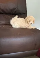 Max, a male Poodle - Miniature  for sale in Lancaster, SC – 2 of 6