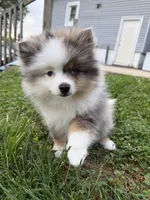 Rocko , a male Pomeranian for sale in Anderson, IN – 2 of 5