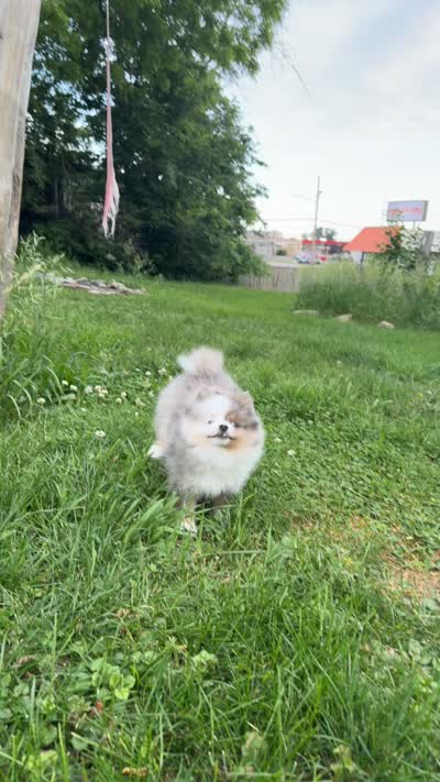 Rocko , a male Pomeranian for sale in Anderson, IN – 5 of 5
