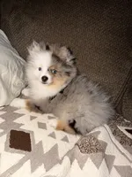Rocko , a male Pomeranian for sale in Anderson, IN – 4 of 5