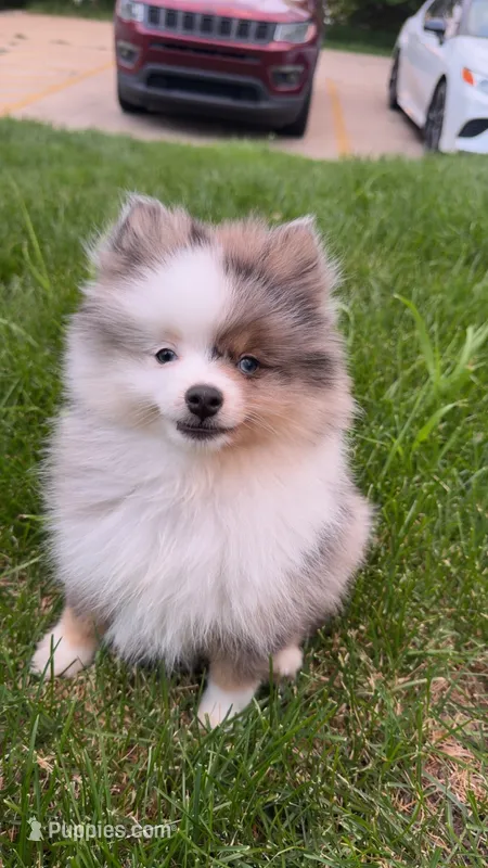 Rocko  – Pomeranian puppy for sale in Anderson, IN
