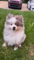 Rocko , a male Pomeranian for sale in Anderson, IN – 1 of 5