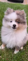 Rocko , a male Pomeranian for sale in Anderson, IN – 3 of 5