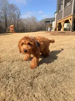 Max , a male Goldendoodle for sale in Fuquay Varina, NC – 5 of 5
