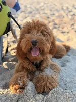 Max , a male Goldendoodle for sale in Fuquay Varina, NC – 3 of 5