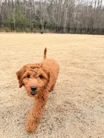 Max , a male Goldendoodle for sale in Fuquay Varina, NC – 4 of 5