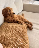 Max , a male Goldendoodle for sale in Fuquay Varina, NC – 2 of 5