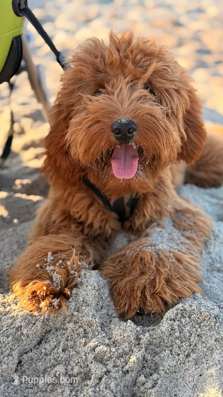 Max  – Goldendoodle puppy for sale in Fuquay Varina, NC