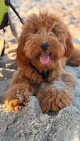 Max , a male Goldendoodle for sale in Fuquay Varina, NC – 1 of 5