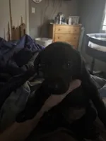 Boogie , a male German Shepherd Dog and Labrador Retriever for sale in Guyton, GA – Photo 4 of 4