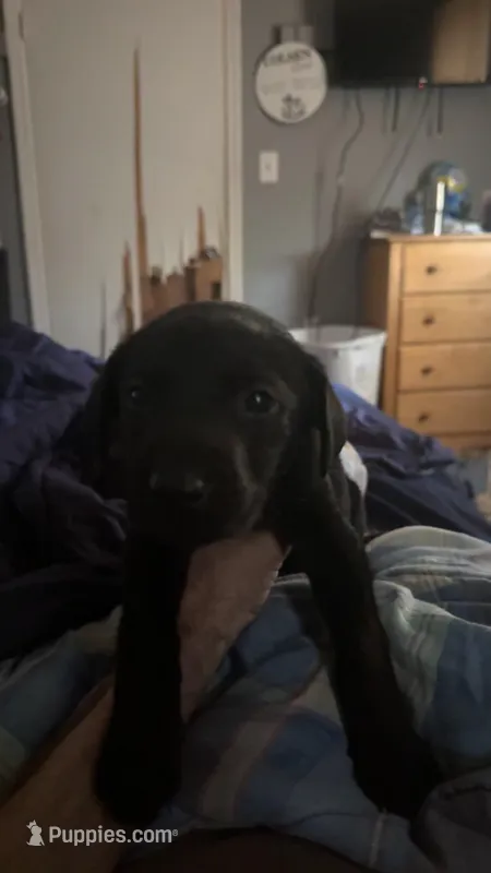 Boogie  – German Shepherd Dog, Labrador Retriever puppy for sale in Guyton, GA