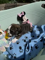 Wenny, a female English Bulldog for sale in Lathrup Village, MI – 3 of 6