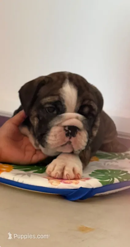 Wenny – English Bulldog puppy for sale in Lathrup Village, MI