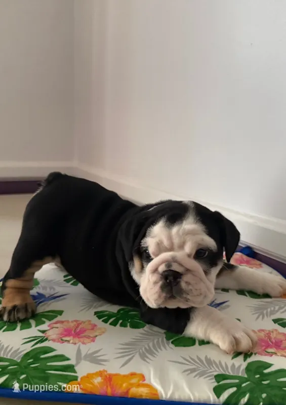 Jenny – English Bulldog puppy for sale in Lathrup Village, MI