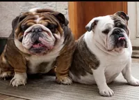 Fancy, a female English Bulldog for sale in Lathrup Village, MI – 4 of 5