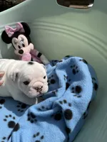 Fancy, a female English Bulldog for sale in Lathrup Village, MI – 2 of 5