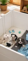 Jenny, a female English Bulldog for sale in Lathrup Village, MI – 2 of 3