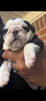 Jenny, a female English Bulldog for sale in Lathrup Village, MI – 3 of 3