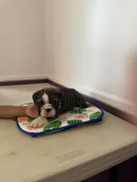Wenny, a female English Bulldog for sale in Lathrup Village, MI – 2 of 6
