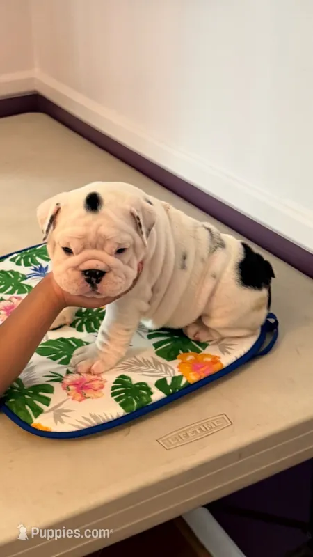 Fancy – English Bulldog puppy for sale in Lathrup Village, MI