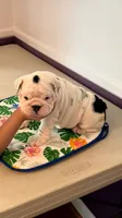 Fancy, a female English Bulldog for sale in Lathrup Village, MI – 1 of 5
