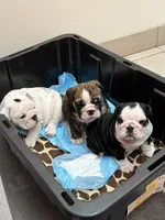 Fancy, a female English Bulldog for sale in Lathrup Village, MI – 3 of 5