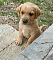 Mr. Silver Collar, a male Labrador Retriever for sale in Parksville, KY – Photo 5 of 8