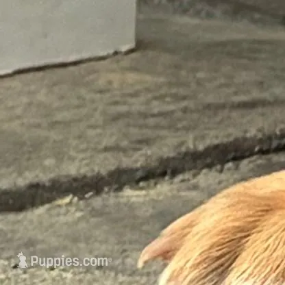 Mr. Silver Collar, a male Labrador Retriever for sale in Parksville, KY – Photo 3 of 8