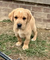 Mr. Silver Collar, a male Labrador Retriever for sale in Parksville, KY – Photo 1 of 8