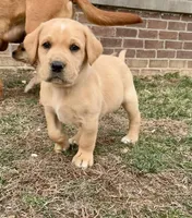 Mr. Silver Collar, a male Labrador Retriever for sale in Parksville, KY – Photo 4 of 8
