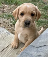 Mr. Silver Collar, a male Labrador Retriever for sale in Parksville, KY – Photo 2 of 8