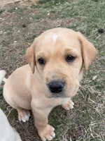 Mr. Silver Collar, a male Labrador Retriever for sale in Parksville, KY – Photo 6 of 8