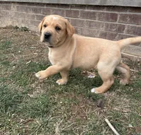 Mr. Silver Collar, a male Labrador Retriever for sale in Parksville, KY – Photo 7 of 8