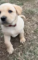 Ms. Red Collar, a female Labrador Retriever for sale in Parksville, KY – Photo 7 of 10