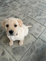 Ms. Red Collar, a female Labrador Retriever for sale in Parksville, KY – Photo 8 of 10