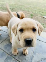 Ms. Red Collar, a female Labrador Retriever for sale in Parksville, KY – Photo 1 of 10
