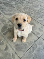 Ms. Red Collar, a female Labrador Retriever for sale in Parksville, KY – Photo 9 of 10