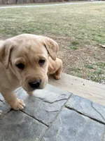 Ms. Red Collar, a female Labrador Retriever for sale in Parksville, KY – Photo 2 of 10