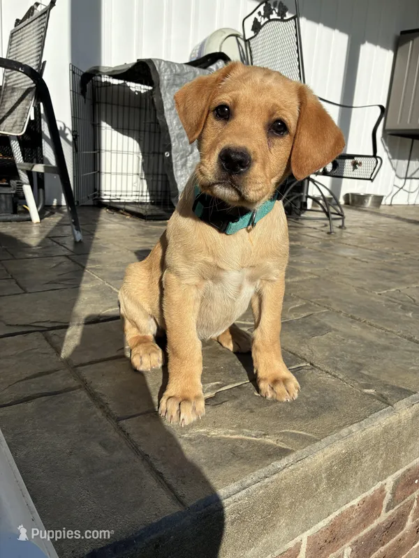 Ms. Light Blue collar  – Labrador Retriever puppy for sale in Parksville, KY