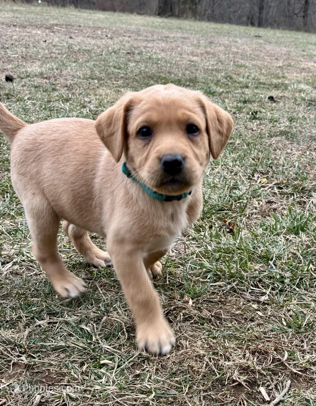 Ms. Light Blue collar , a female Labrador Retriever for sale in Parksville, KY – Photo 1 of 10
