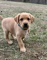 Ms. Light Blue collar , a female Labrador Retriever for sale in Parksville, KY – Photo 1 of 10