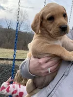 Ms. Light Blue collar , a female Labrador Retriever for sale in Parksville, KY – Photo 6 of 10