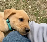 Ms. Light Blue collar , a female Labrador Retriever for sale in Parksville, KY – Photo 5 of 10