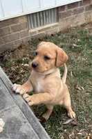 Ms. Light Blue collar , a female Labrador Retriever for sale in Parksville, KY – Photo 7 of 10