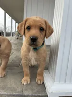 Ms. Light Blue collar , a female Labrador Retriever for sale in Parksville, KY – Photo 8 of 10
