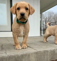 Ms. Light Blue collar , a female Labrador Retriever for sale in Parksville, KY – Photo 4 of 10