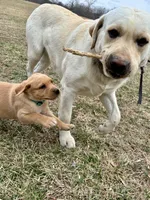 Ms. Light Blue collar , a female Labrador Retriever for sale in Parksville, KY – Photo 10 of 10